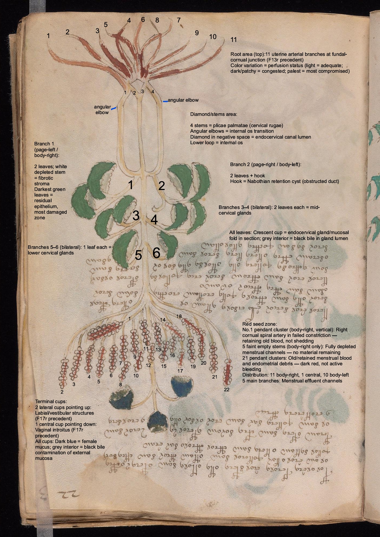 Labelled diagram of Folio 22r